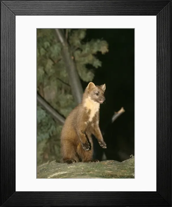 Framed Print : Pine / Beech / Stone Marten - on hind legs Framed Print : Pine / Beech / Stone Marten - on hind legs