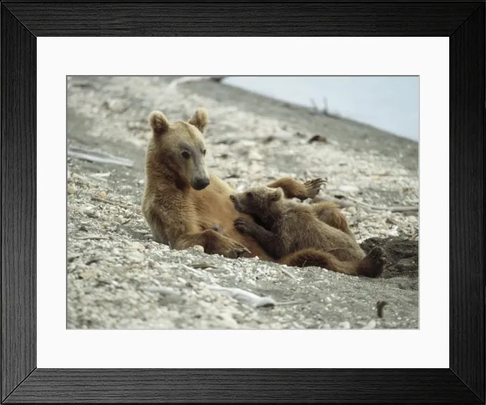 Framed Print : Grizzly Bear - female nursing cubs Katmai, Alaska, USA Framed Print : Grizzly Bear - female nursing cubs Katmai, Alaska, USA