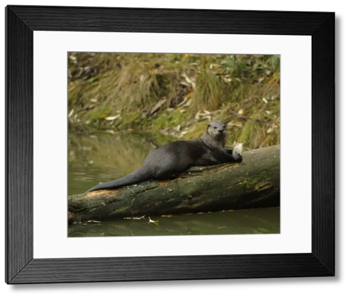 Framed Print : Fischotter Framed Print : Fischotter
