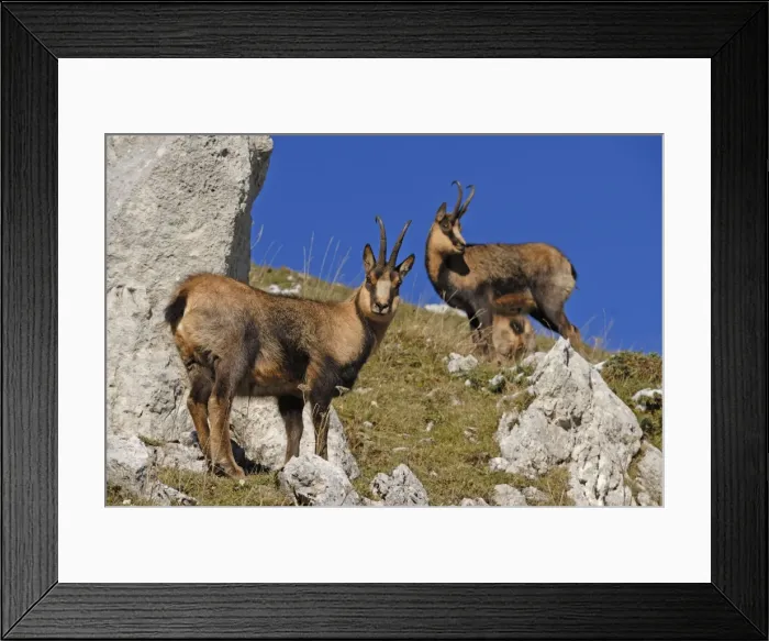 Framed Print : Abruzzeng‰mse Abruzzengmse Framed Print : Abruzzeng‰mse Abruzzengmse