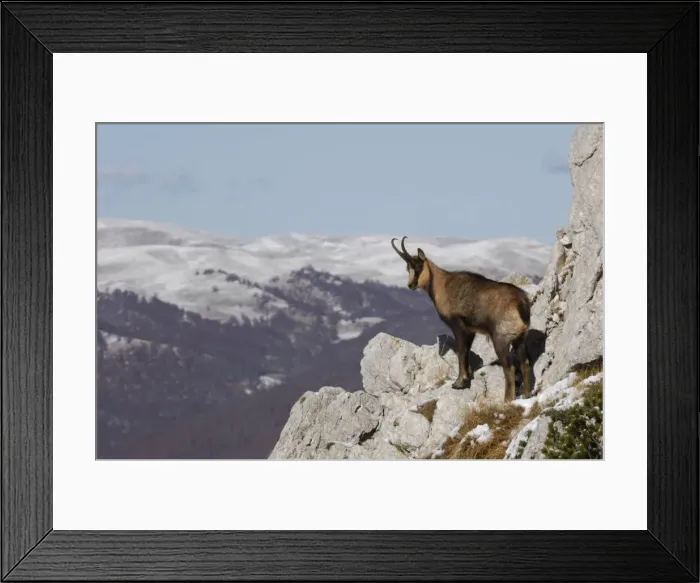 Framed Print : Abruzzeng‰mse Abruzzengmse Framed Print : Abruzzeng‰mse Abruzzengmse