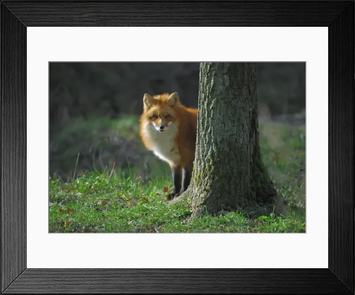 Framed Print : Brandfuchs Framed Print : Brandfuchs