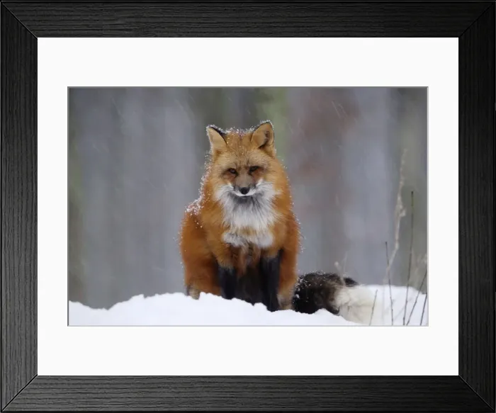 Framed Print : Brandfuchs