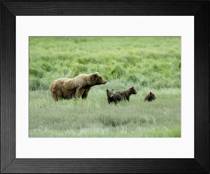 Framed Print : Alaskabraunbar Alaskabraunbr Framed Print : Alaskabraunbar Alaskabraunbr