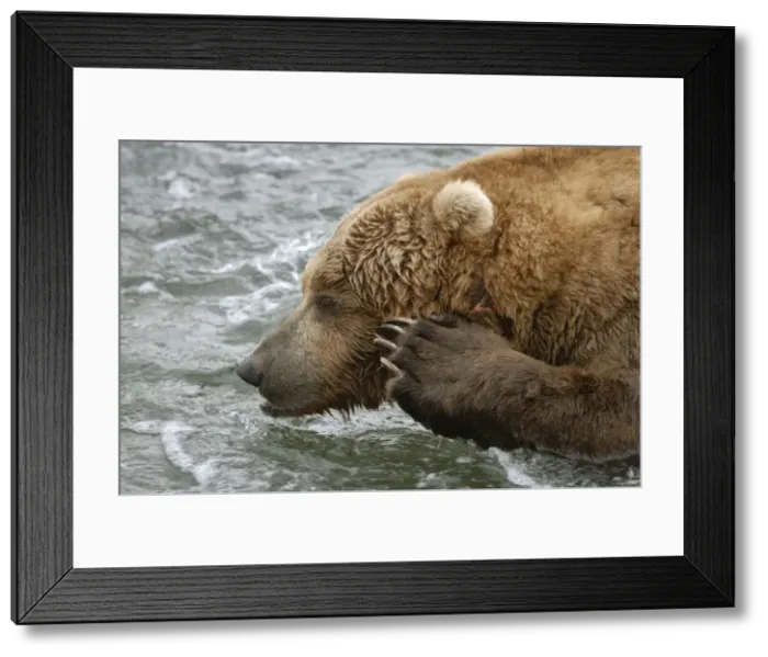 Framed Print : Alaskabraunb‰r Alaskabraunbr Framed Print : Alaskabraunb‰r Alaskabraunbr