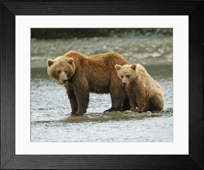 Framed Print : Alaskabraunbar Alaskabraunbr Framed Print : Alaskabraunbar Alaskabraunbr