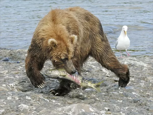 Grizzly Bear - With fish catch from river