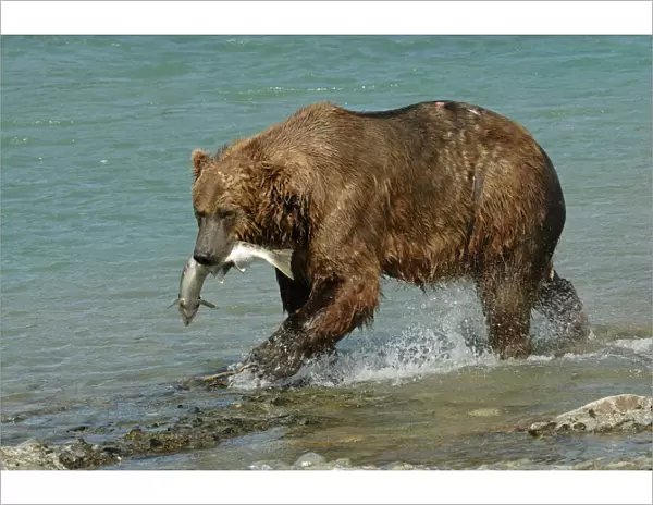 Grizzly Bear - Catching salmon from river