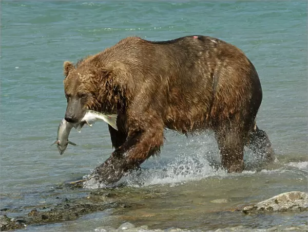 Grizzly Bear - Catching salmon from river