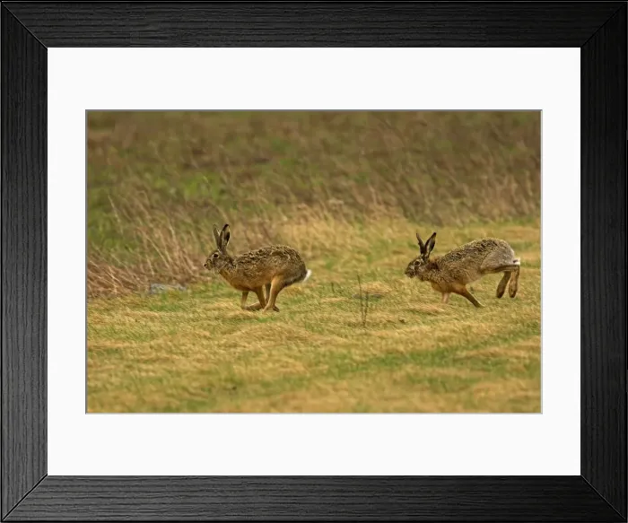 Framed Print : Brown / European Hares - Running through field, Austria Framed Print : Brown / European Hares - Running through field, Austria