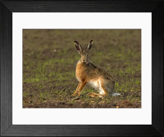 Framed Print : Brown / European Hare - Sitting in field, Austria Framed Print : Brown / European Hare - Sitting in field, Austria