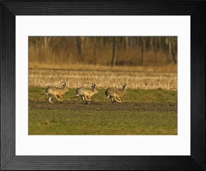 Framed Print : Brown / European Hares - Running through field, Austria Framed Print : Brown / European Hares - Running through field, Austria