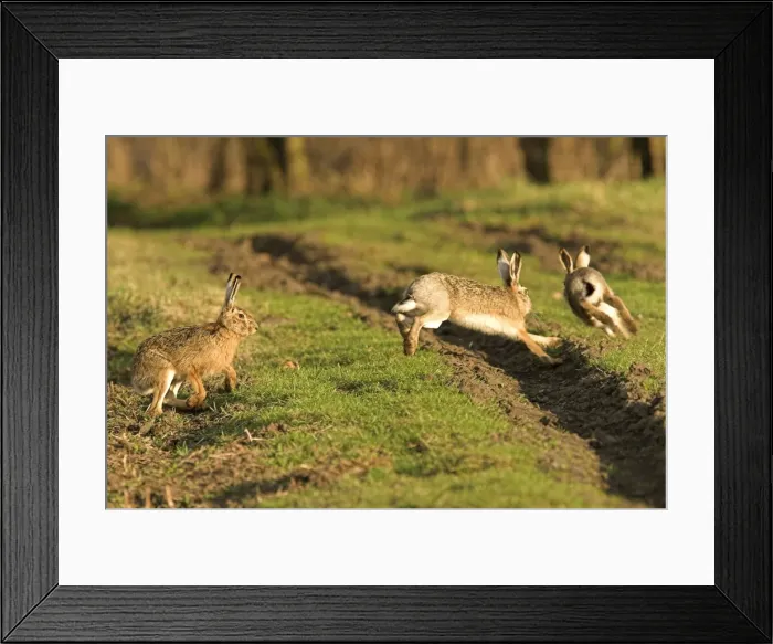 Framed Print : Brown / European Hares - Running through field, Austria Framed Print : Brown / European Hares - Running through field, Austria