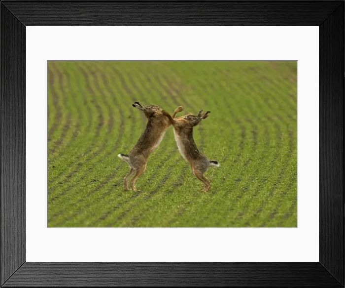 Framed Print : Brown / European Hare - Boxing in mating season, Austria Framed Print : Brown / European Hare - Boxing in mating season, Austria