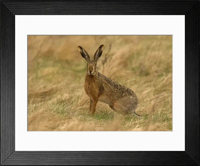 Framed Print : Brown / European Hare - Sitting in field, Austria Framed Print : Brown / European Hare - Sitting in field, Austria