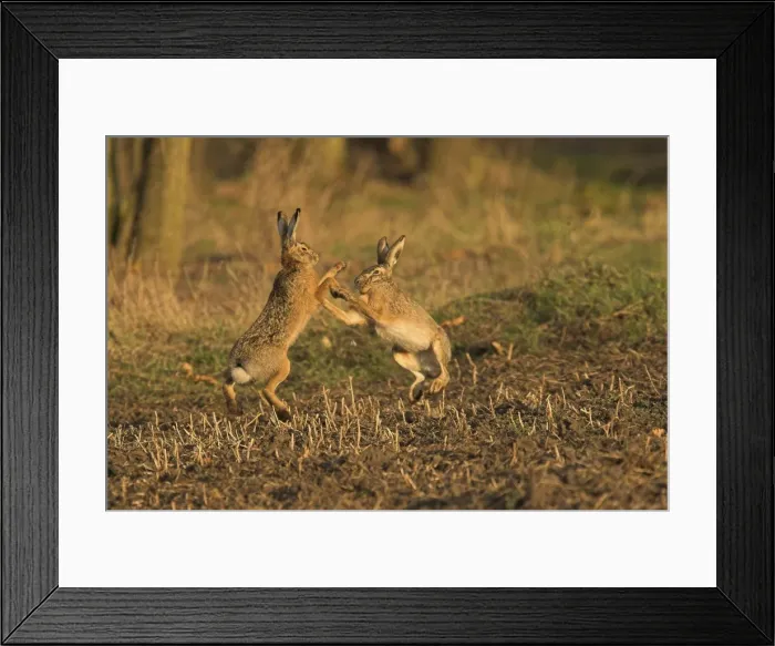 Framed Print : Brown / European Hare - Boxing in mating season, Austria Framed Print : Brown / European Hare - Boxing in mating season, Austria