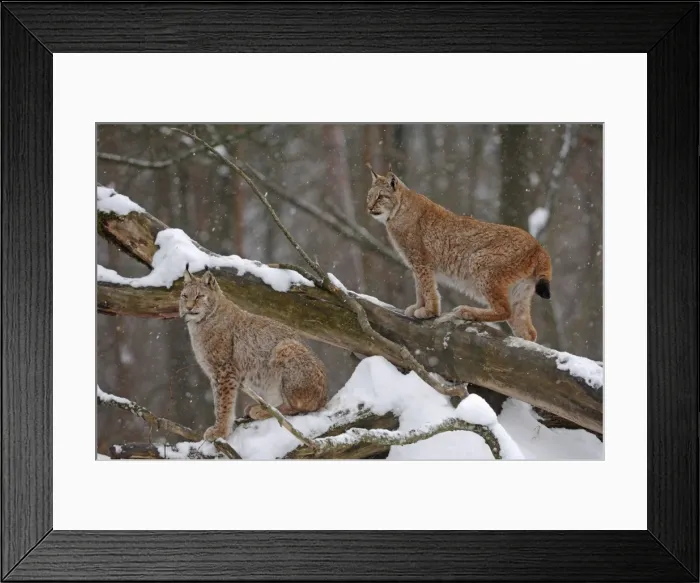 Framed Print : Luchs. SM-1754. European Lynx - in snow. Germany Framed Print : Luchs. SM-1754. European Lynx - in snow. Germany