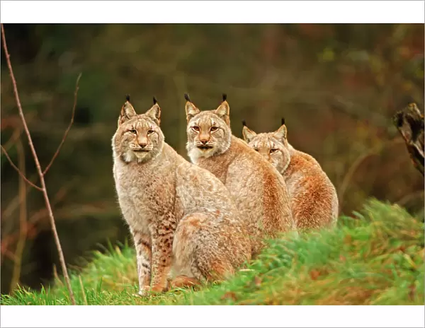 European Lynx - Three sitting down together in grass. Autumn