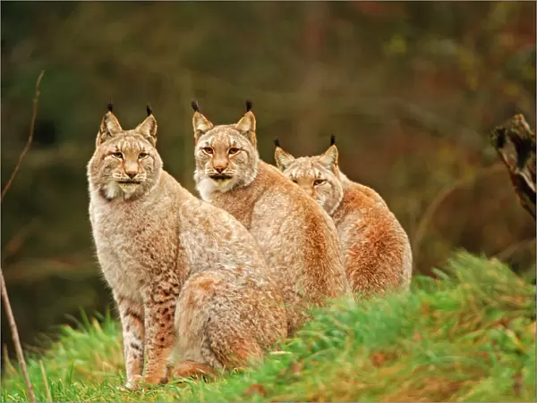 European Lynx - Three sitting down together in grass. Autumn