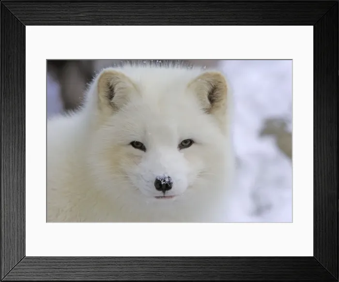 Framed Print : Eisfuchs. SM-1760-m. Arctic Fox. Germany Framed Print : Eisfuchs. SM-1760-m. Arctic Fox. Germany