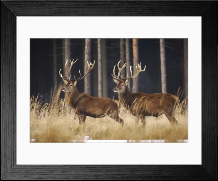 Framed Print : Rothirsch. SM-1765. Red Deer - in winter Framed Print : Rothirsch. SM-1765. Red Deer - in winter