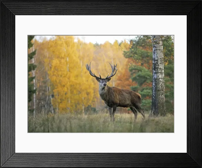 Framed Print : Rothirsch. SM-1766. Red Deer - Autumn. Germany Framed Print : Rothirsch. SM-1766. Red Deer - Autumn. Germany