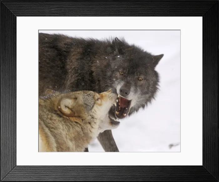 Framed Print : Timberwolf Framed Print : Timberwolf