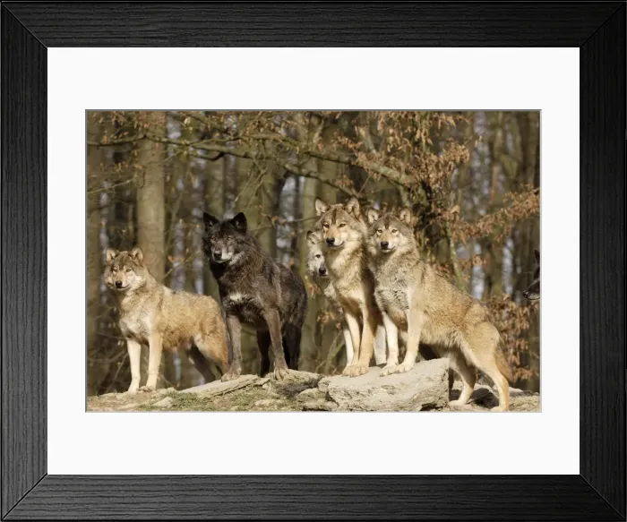 Framed Print : Timberwolf Framed Print : Timberwolf