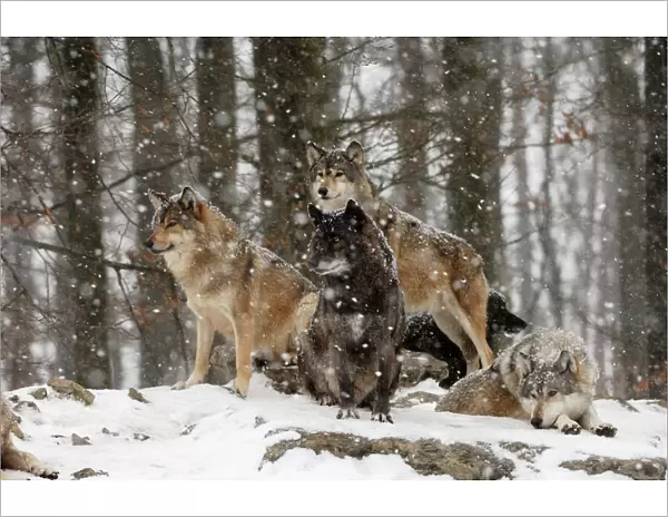 Timber Wolf  /  Grey Wolf sub species - In winter snow
