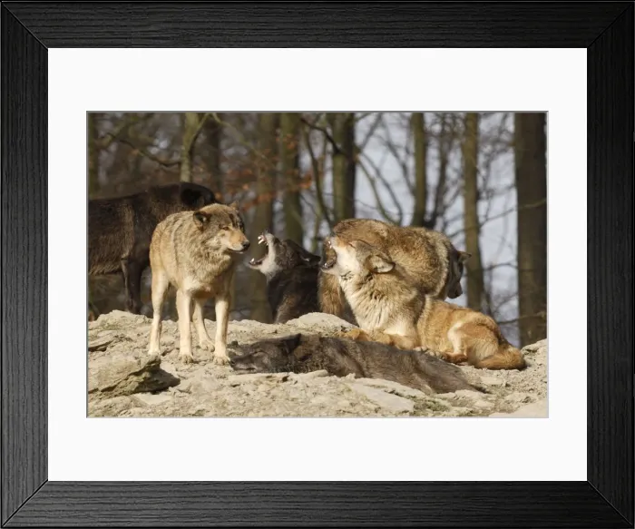 Framed Print : Timberwolf Framed Print : Timberwolf