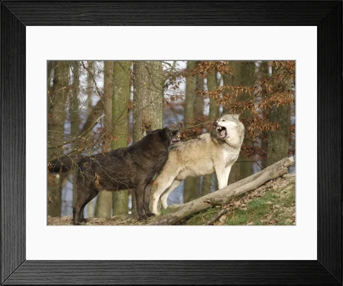 Framed Print : Timberwolf Framed Print : Timberwolf