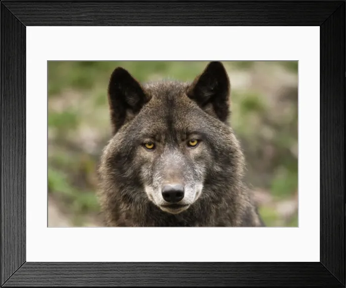 Framed Print : Timberwolf Framed Print : Timberwolf