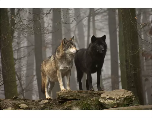 Timber Wolf  /  Grey Wolf sub species
