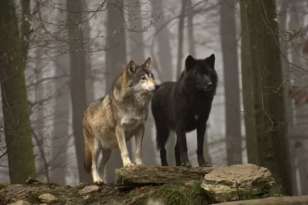 Timber Wolf  /  Grey Wolf sub species