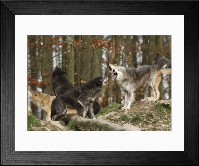 Framed Print : Timberwolf Framed Print : Timberwolf