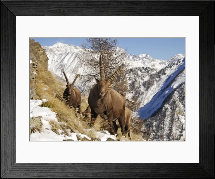 Framed Print : Steinbock. SM-1785. European Ibex - on mountainside in snow