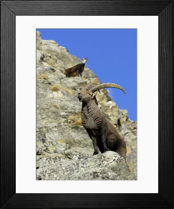 Framed Print : Steinbock. SM-1786. European Ibex - on mountainside Framed Print : Steinbock. SM-1786. European Ibex - on mountainside