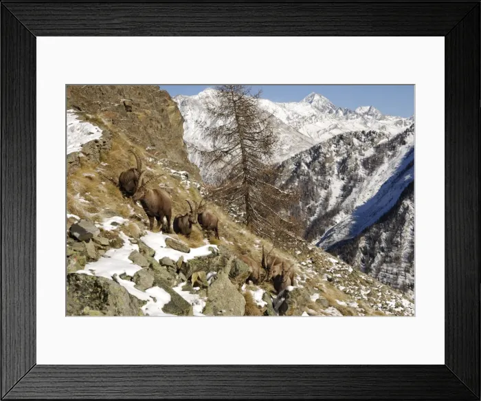 Framed Print : Steinbock. SM-1787. European Ibex - on mountainside in snow Framed Print : Steinbock. SM-1787. European Ibex - on mountainside in snow