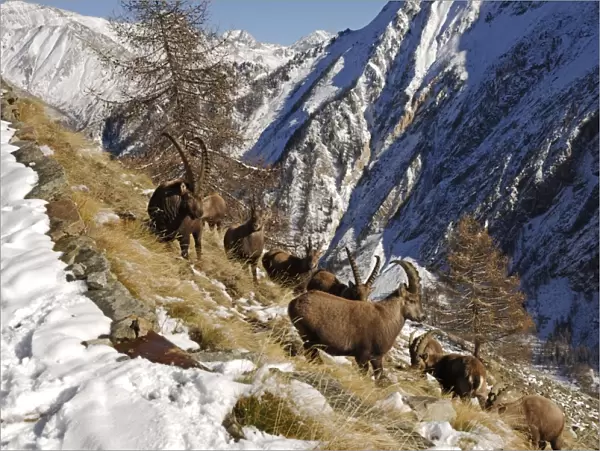 European Ibex - On mountainside in snow