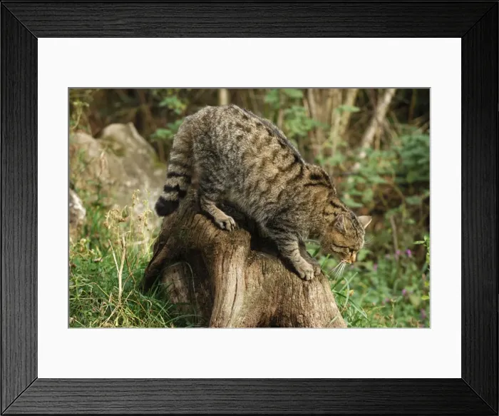 Framed Print : Wild Cat. SM-1791. Wild Cat. Felix silvestris Framed Print : Wild Cat. SM-1791. Wild Cat. Felix silvestris