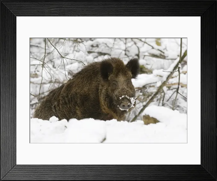 Framed Print : Wildschwein Framed Print : Wildschwein