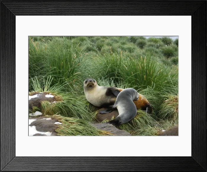 Framed Print : Antarktische Pelzrobbe Framed Print : Antarktische Pelzrobbe