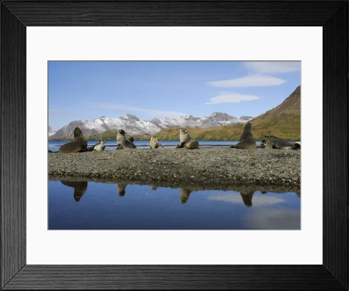 Framed Print : Antarktische Pelzrobbe Framed Print : Antarktische Pelzrobbe