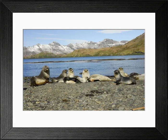 Framed Print : Antarktische Pelzrobbe