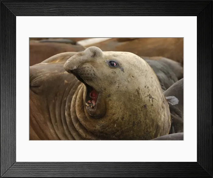 Framed Print : Seelefant. SM-1897. Southern Elephant Seal - Male Framed Print : Seelefant. SM-1897. Southern Elephant Seal - Male