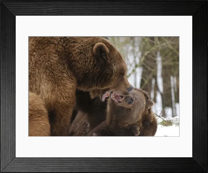 Framed Print : European Brown Bears - Two together in snow being aggressive Framed Print : European Brown Bears - Two together in snow being aggressive