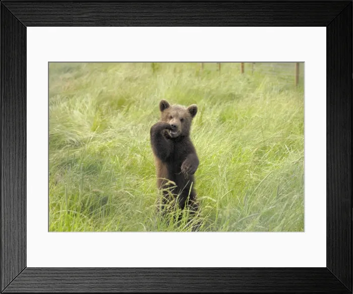 Framed Print : Braunb‰r Braunbr