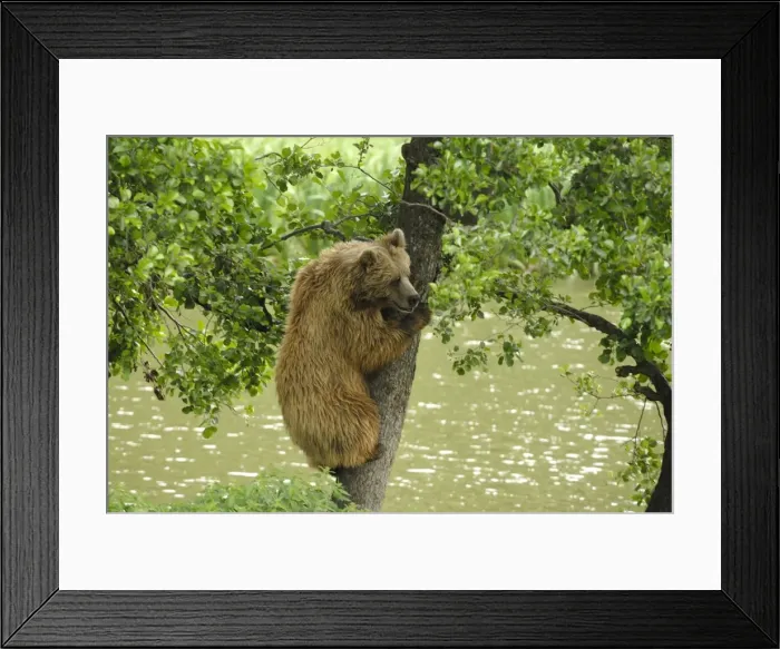 Framed Print : Braunbar Braunbr Framed Print : Braunbar Braunbr