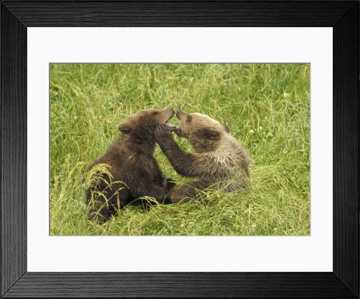 Framed Print : Braunbar Braunbr Framed Print : Braunbar Braunbr