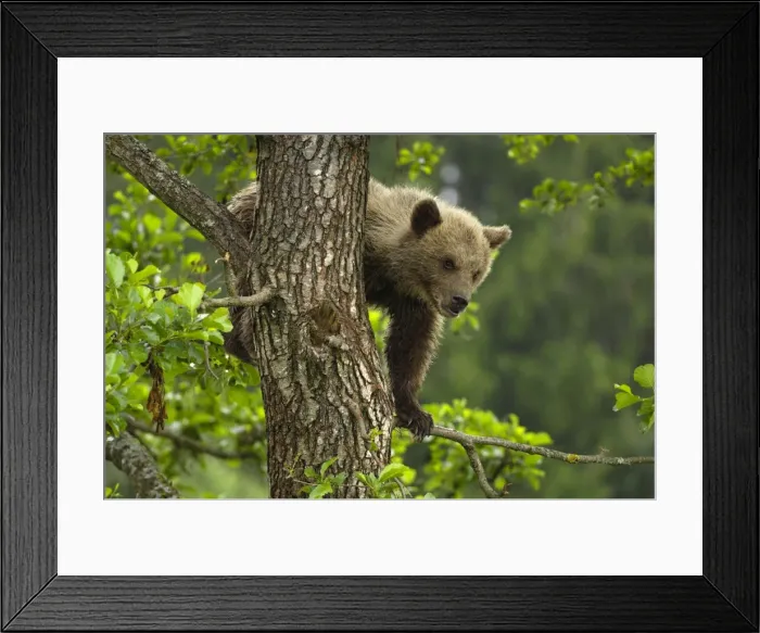 Framed Print : Braunbar Braunbr
